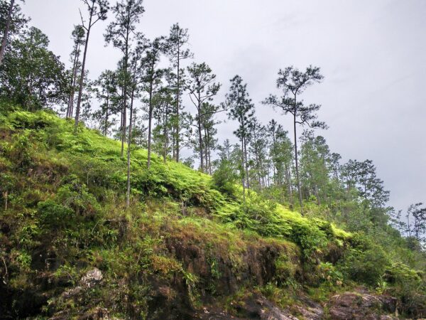 6.8 Acres land in the mountain pine ridge area, Cayo District