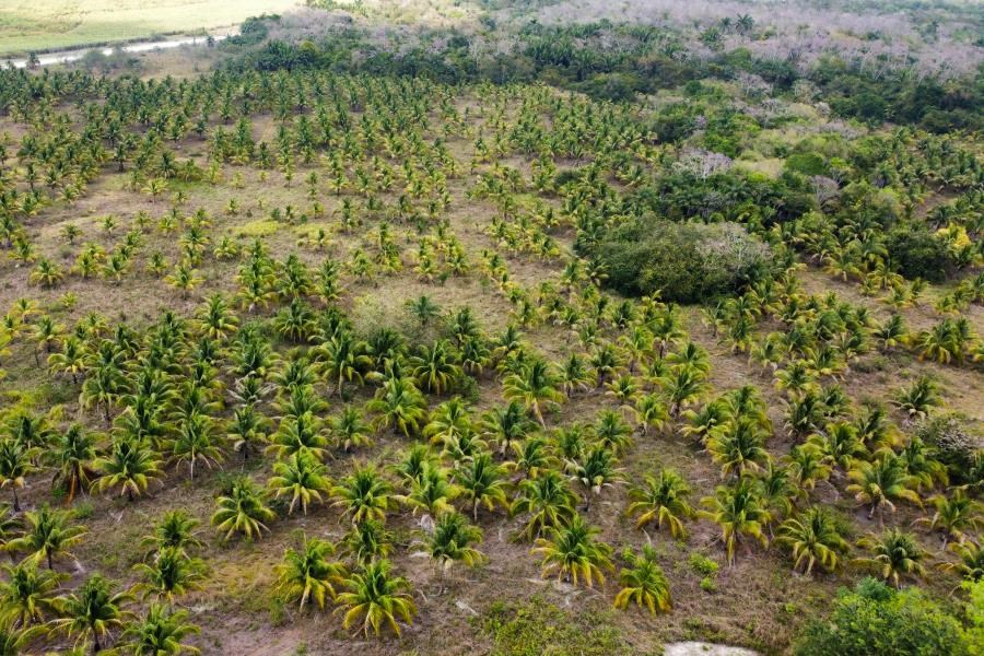 Vast Commercial Land: Riverfront & Lakefront - 356 Acres, Orange Walk, Belize, Agriculture land for sale, developmer, investment land